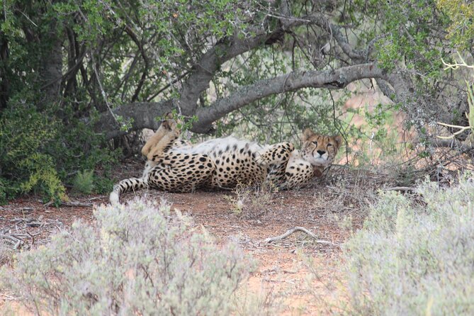 Free Roaming Cheetah Experience - Is $81.19 good value?