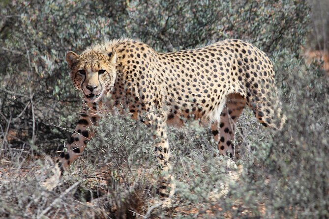 Free Roaming Cheetah Experience - Practical tips for a better morning