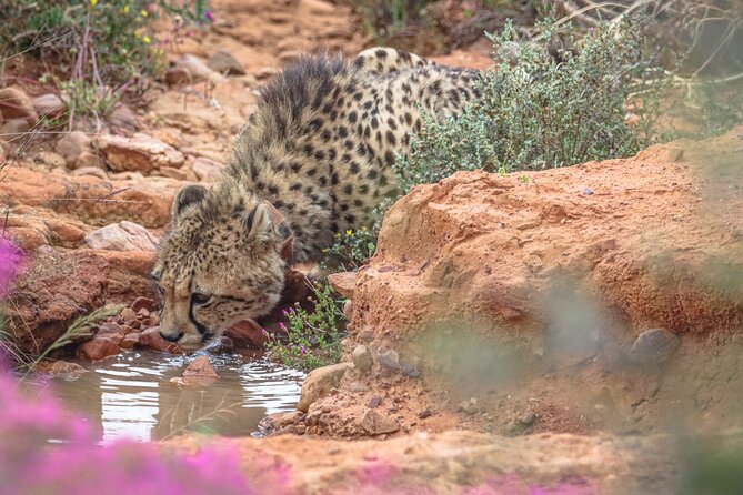 Free Roaming Cheetah Experience - The 8:00 am start at Buffelsdrift Game Lodge