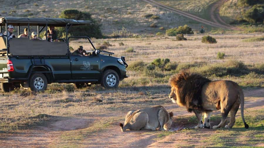 From Cape Town: 2-Day Safari at Garden Route Game Lodge - Key points to know before you go