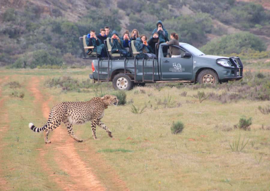 From Cape Town: 2-Day Safari at Garden Route Game Lodge - Why this short safari makes sense from Cape Town