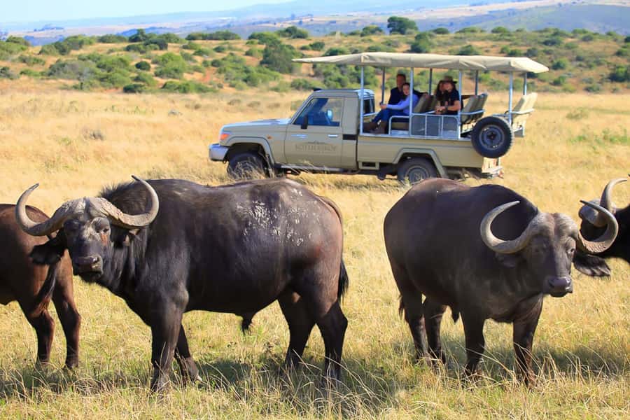 From Cape Town: 3-Day Garden Route Highlights and 4x4 Safari - FAQ