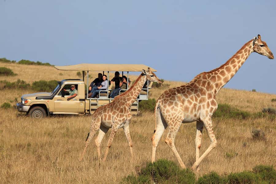 From Cape Town: 3-Day Garden Route Highlights and 4x4 Safari - Why the $417 price can make sense