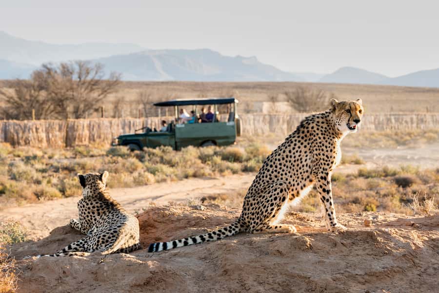 From Cape Town: 3-Day Garden Route Safari and Coastal Tour - A busy three days from Cape Town