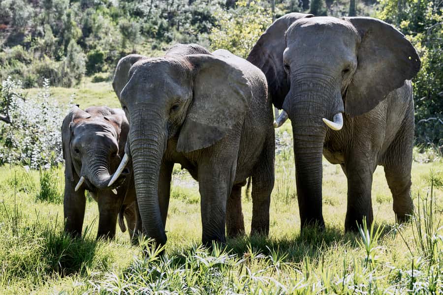 From Cape Town: 3-Day Garden Route Safari and Coastal Tour - Hermanus and the search for whales