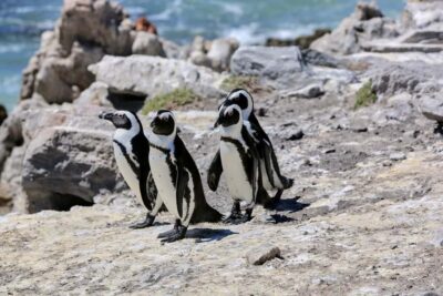 3-Day Garden Route Safari and Coastal Tour