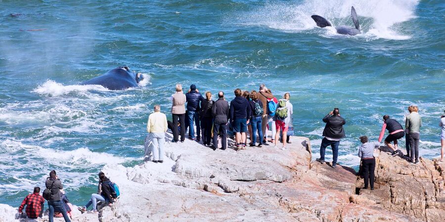 From Cape Town: 3-Day Garden Route Safari and Coastal Tour - Cape Agulhas, the southern tip of Africa