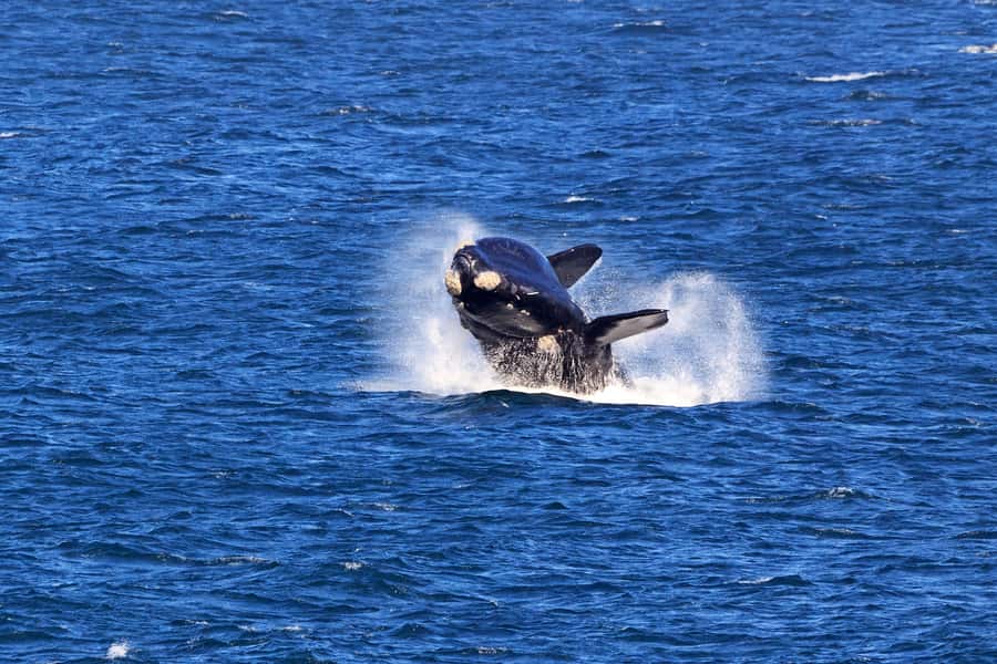 From Cape Town: 3-Day Garden Route Safari and Coastal Tour - Route 62, wine, and the long way home