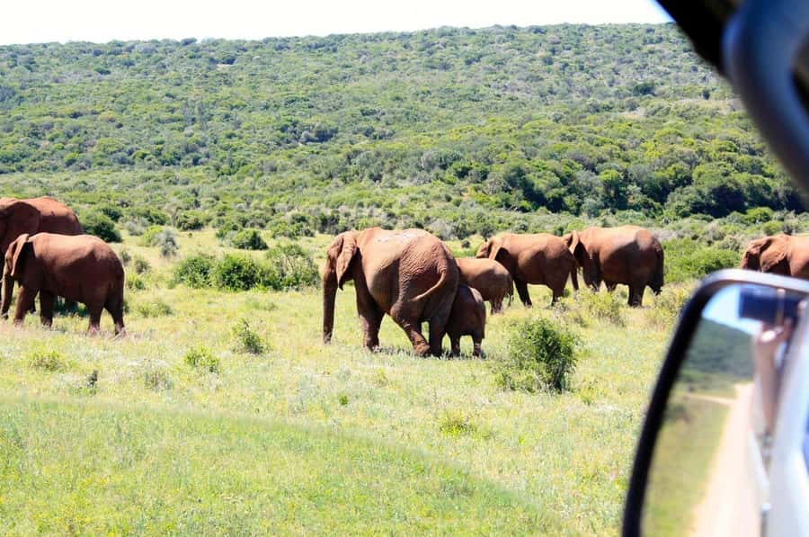 From Cape Town: 5-Day Best of Garden Route and Addo Safari - Day 2: Cango Caves and local South African food