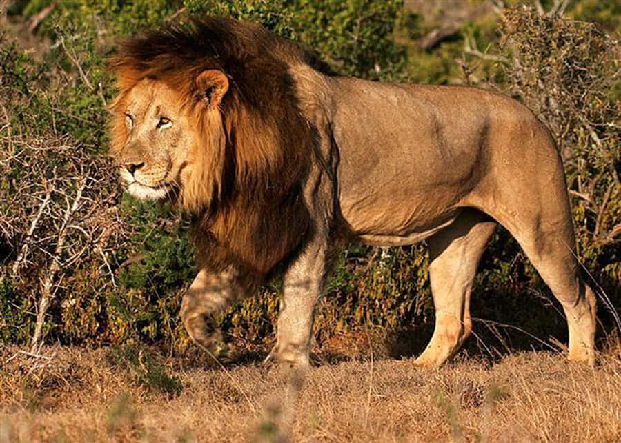 From Cape Town: 5-Day Best of Garden Route and Addo Safari - The guides can make or break the road days