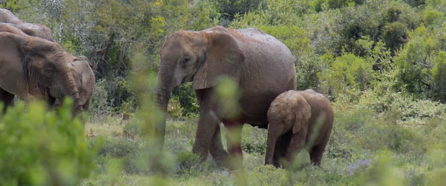 From Cape Town: 5-Day Best of Garden Route and Addo Safari - Accommodation: choose the package carefully