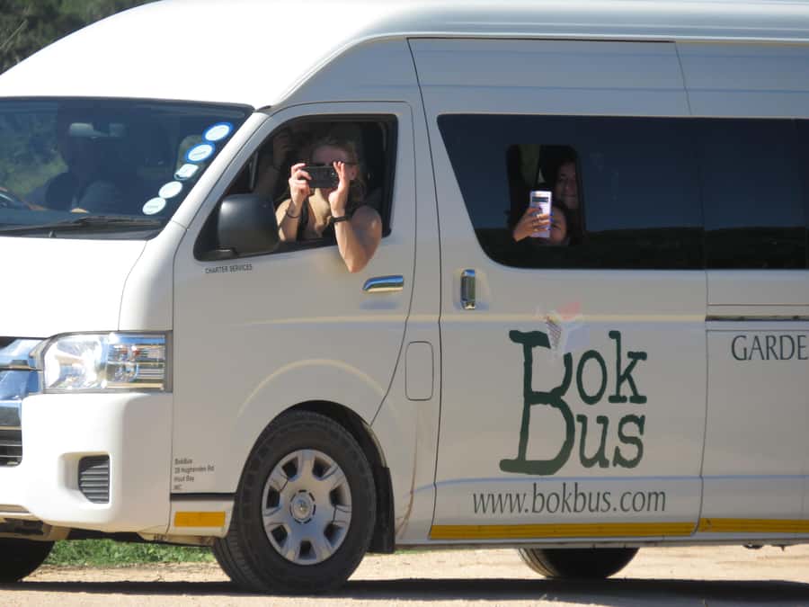 From Cape Town: 5-Day Garden Route & Addo Elephant Park Tour - Day 4: Bloukrans and a night in the bush