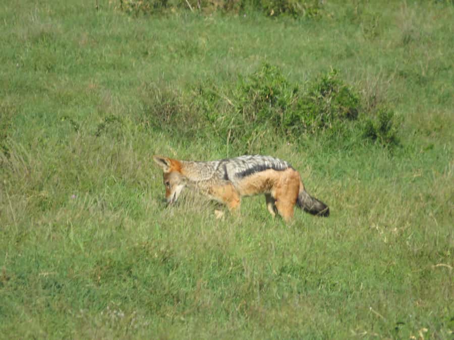 From Cape Town: 5-Day Garden Route & Addo Elephant Park Tour - Guides, vehicles, and group size
