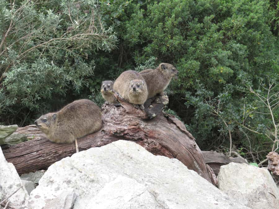 From Cape Town: 5-Day Garden Route & Addo Elephant Park Tour - What to pack and what to budget