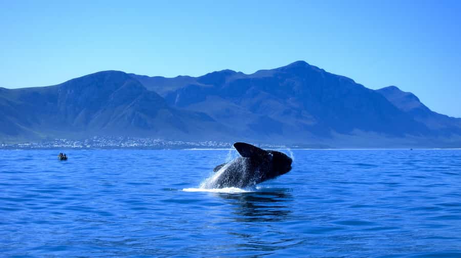 From Cape Town: 5-Day Garden Route & Addo Elephant Park Tour - Day 1: Ronnie’s, the Little Karoo, and Oudtshoorn