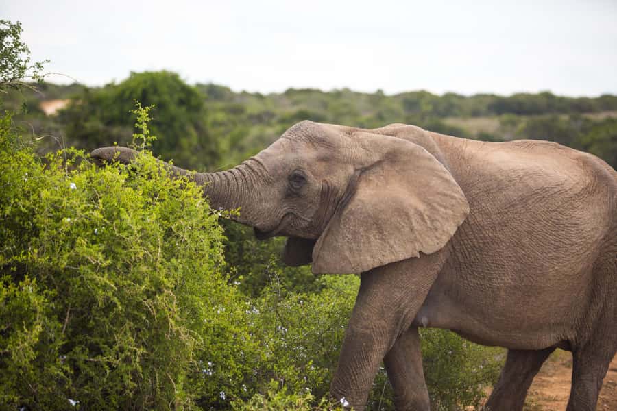 From Cape Town: 7-Day Garden Route, Addo and Winelands Combo - Key points to know before booking