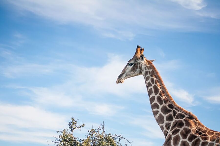 From Cape Town: 7-Day Garden Route, Addo and Winelands Combo - Day 6: Tsitsikamma, bungee jumping, and Knysna