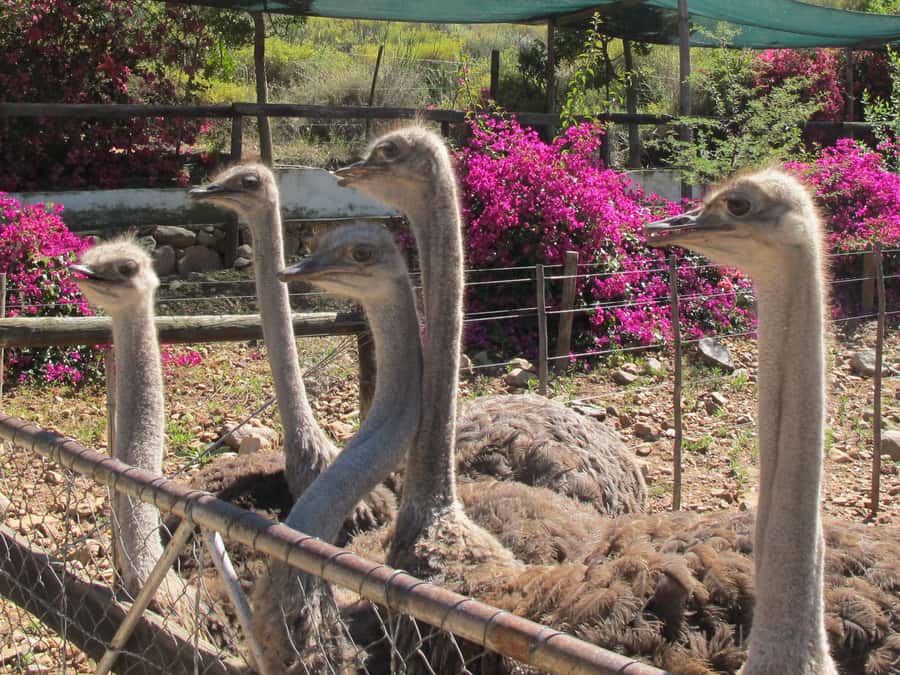 From Cape Town: 7-Day Garden Route, Addo and Winelands Combo - Day 7: The return to Cape Town