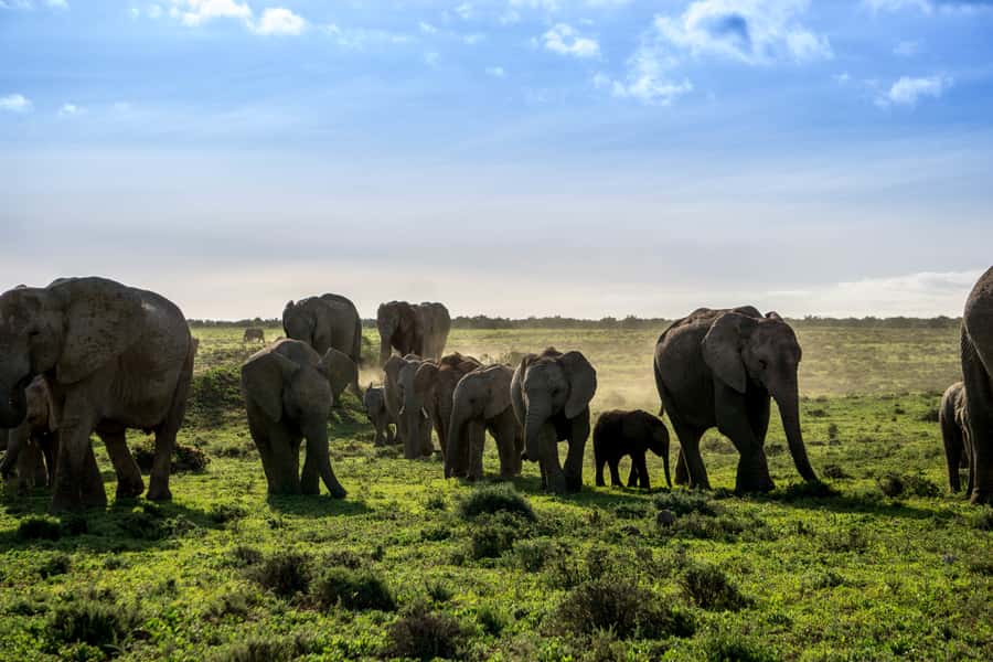 From Cape Town: 7-Day Garden Route, Addo and Winelands Combo - Guides, group size, and the daily rhythm
