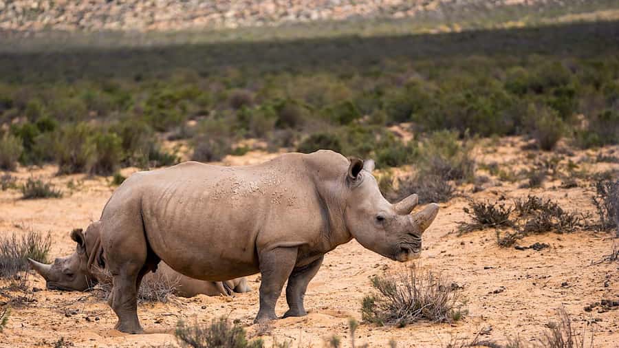 From Cape Town: Aquila Game Reserve Safari Tour with Lunch - What lunch adds to the day
