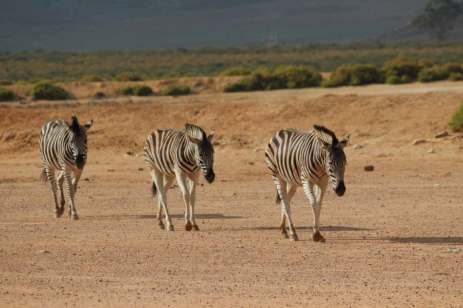 From Cape Town: Aquila Game Reserve Safari Tour with Lunch - The return to Cape Town