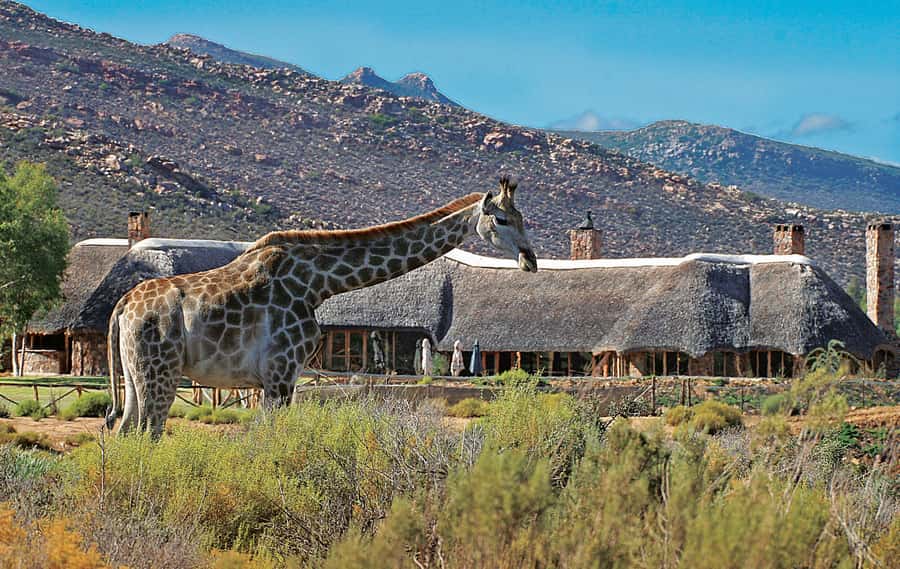 From Cape Town: Aquila Game Reserve Safari Tour with Lunch - Is $342 a good value?