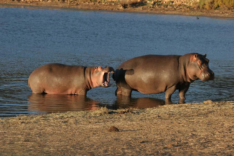 From Cape Town: Aquila Game Reserve Safari Tour with Lunch - Small details that improve the day