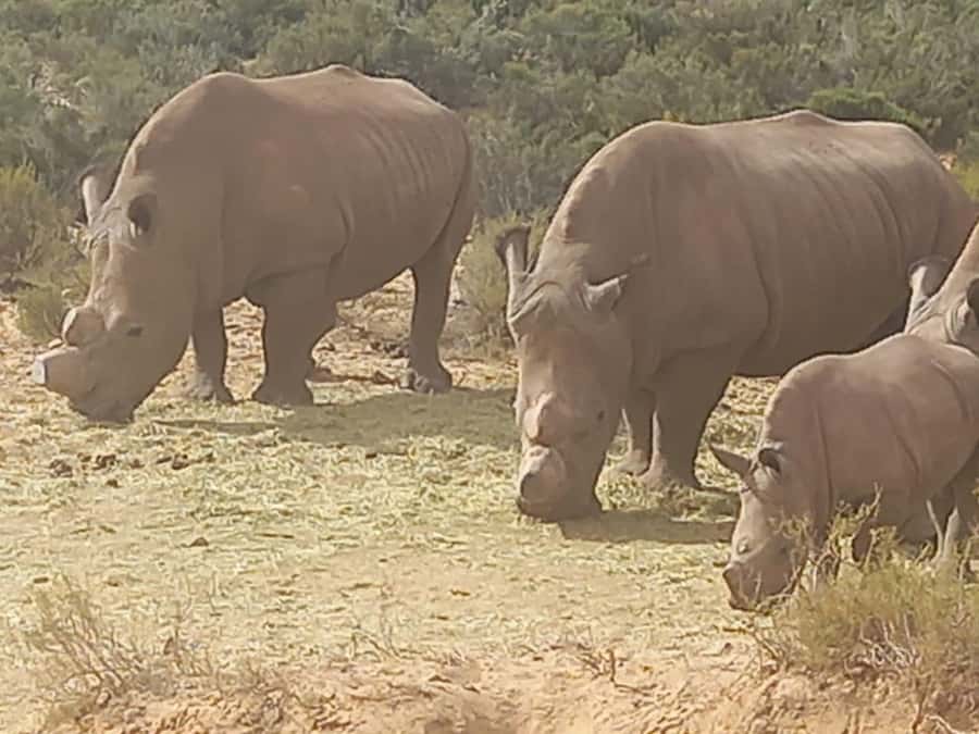 From Cape Town: Aquila Game Reserve Sunset Game Drive - Why Aquila works as a Cape Town safari