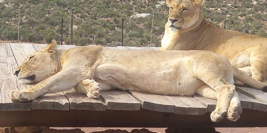 From Cape Town: Aquila Game Reserve Sunset Game Drive - The guides who shape the day