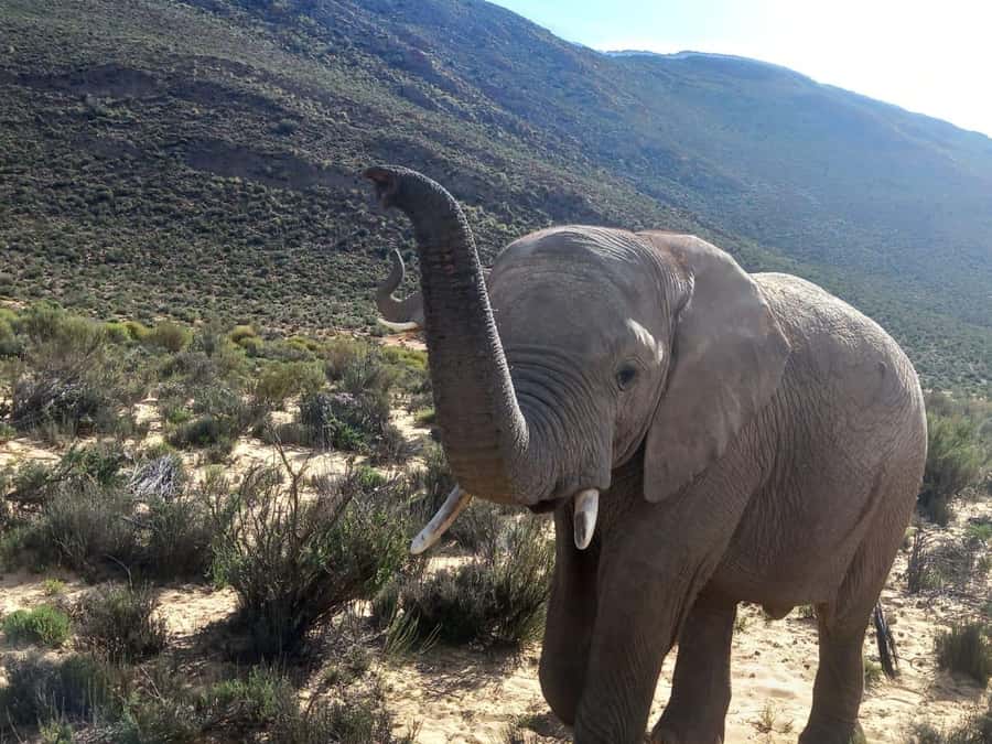 From Cape Town: Aquila Game Reserve Sunset Game Drive - The Cape Town pickup and the road east