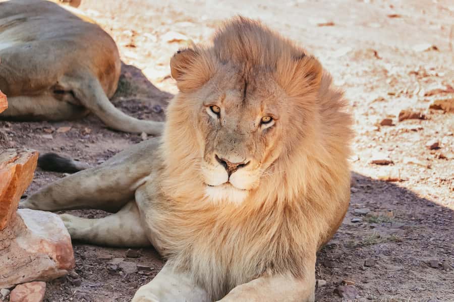From Cape Town: Big Five Game Reserve with Lunch - Practical tips for a better day