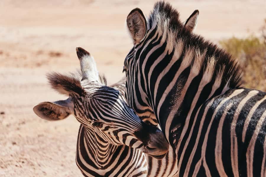 From Cape Town: Big Five Game Reserve with Lunch - The two-hour open-vehicle safari