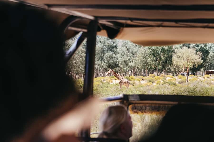 From Cape Town: Big Five Game Reserve with Lunch - What animals you might see