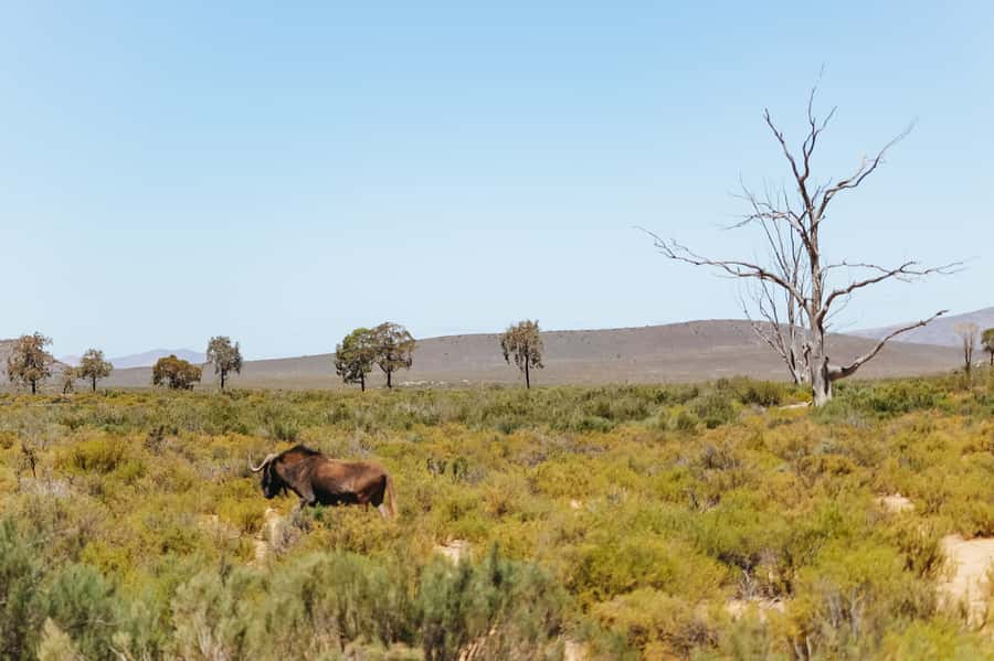 From Cape Town: Big Five Game Reserve with Lunch - How wild is this safari?