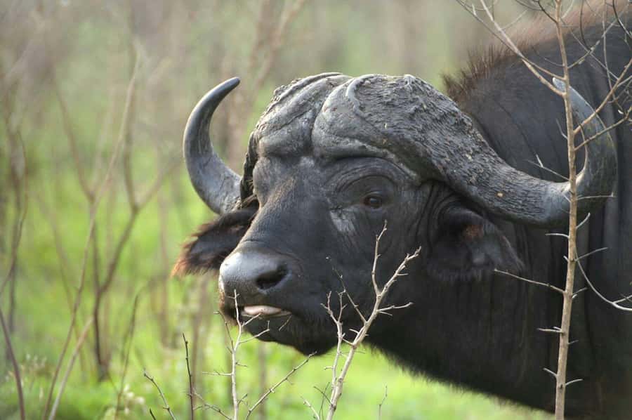 From Cape Town: Big Five Safari Experience with Lunch - Key points to know before booking