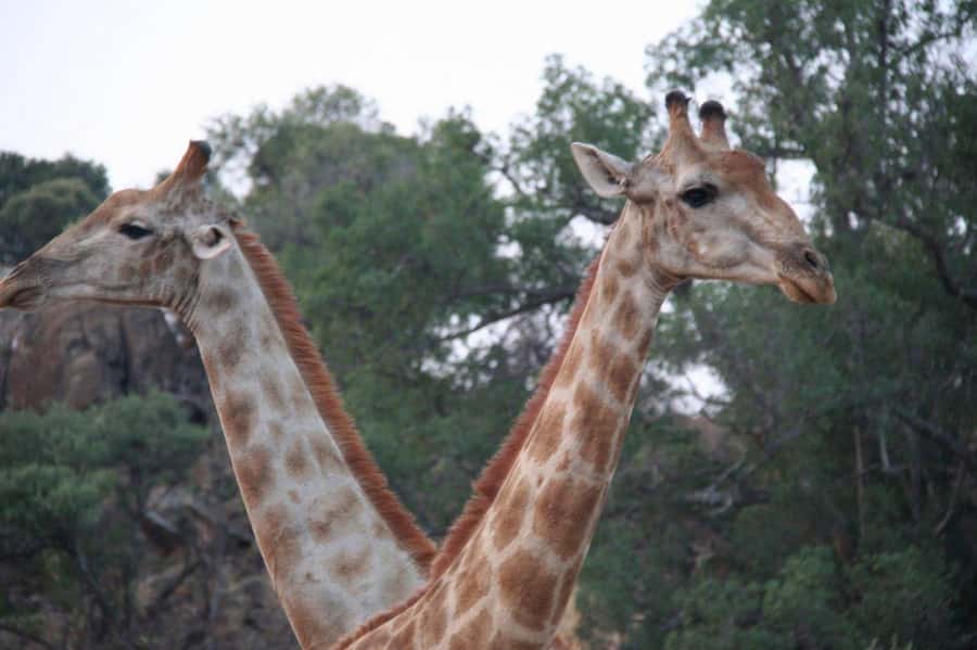 From Cape Town: Big Five Safari Experience with Lunch - Small details that improve the day