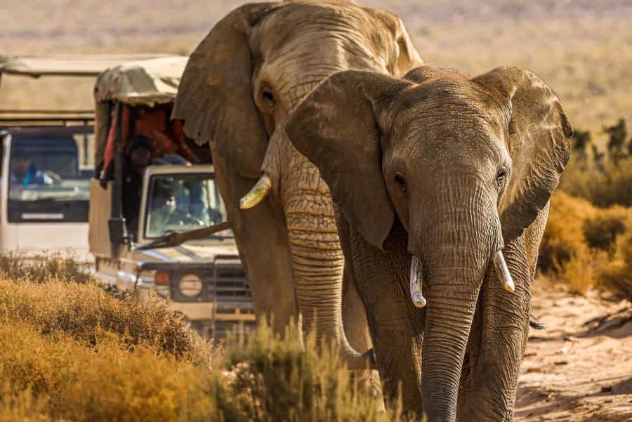 From Cape Town: Big Five Safari Experience with Lunch - A practical Big Five safari from Cape Town