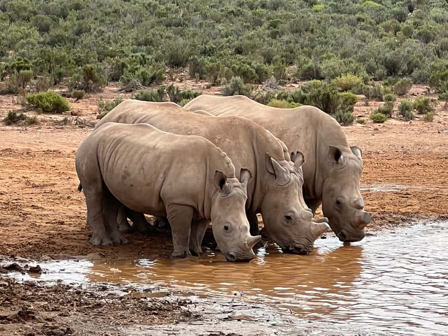 From Cape Town: Big Five Safari Experience with Lunch - Arrival, welcome drink, and buffet lunch