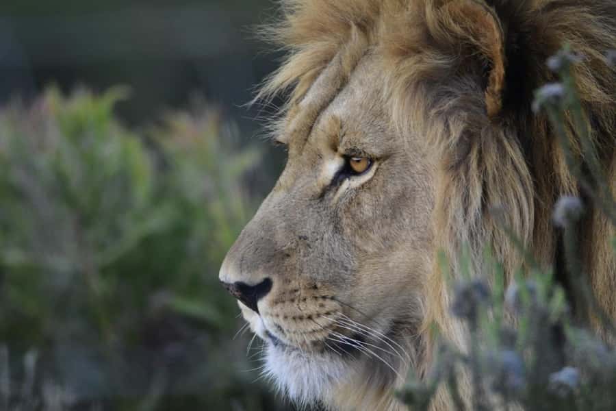From Cape Town: Big Five Safari Experience with Lunch - The 2.5 to 3-hour game drive