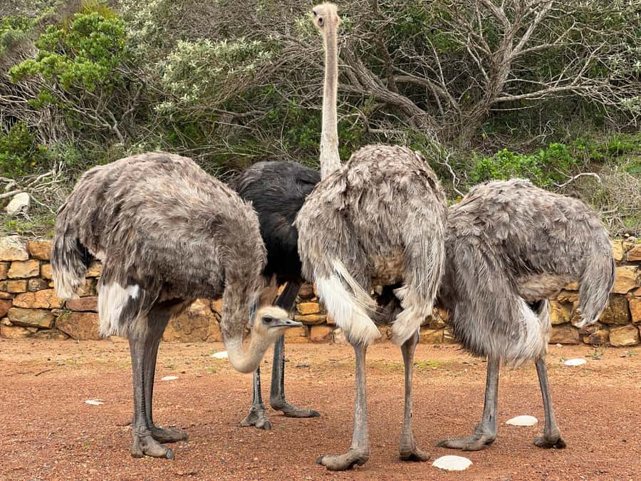 From Cape Town: Big Five Safari Experience with Lunch - The guides can make or break the day