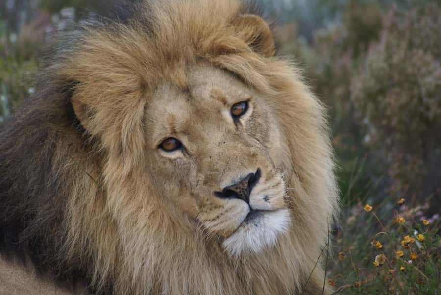 From Cape Town: Big Five Safari Experience with Lunch - The morning pickup and two-hour drive