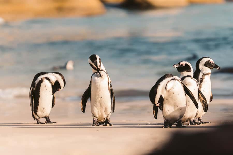 From Cape Town: Cape Agulhas, Penguins, Wine Tasting Tour - Key points before you book