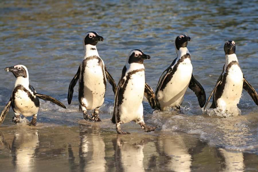 From Cape Town: Cape Agulhas, Penguins, Wine Tasting Tour - Who will enjoy this long day most