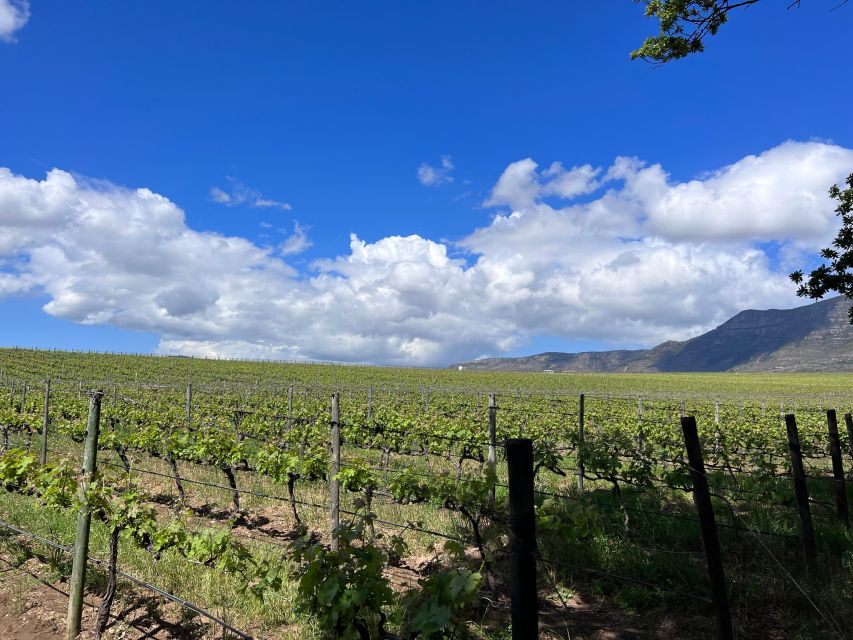 From Cape Town: Cape Agulhas, Penguins, Wine Tasting Tour - Hermanus for lunch and a seaside walk