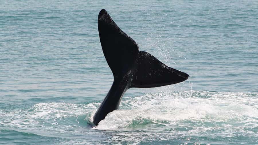From Cape Town: Cape Agulhas, Penguins, Wine Tasting Tour - Stony Point and the African penguins