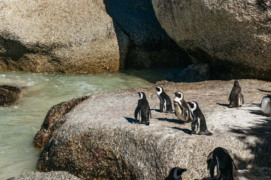 From Cape Town: Cape Peninsula & Boulders Penguin Beach Tour - The Cape Peninsula in six useful facts
