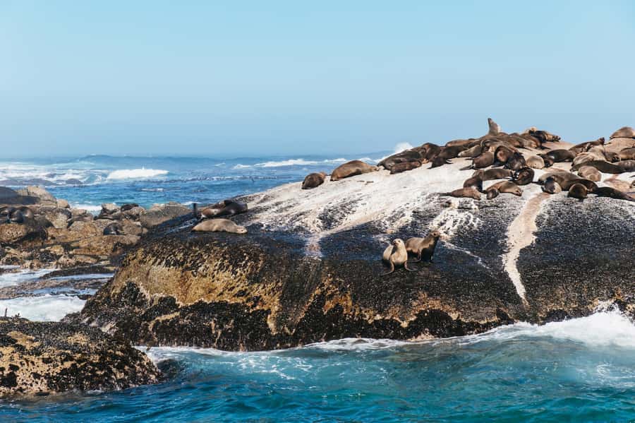 From Cape Town: Cape Peninsula & Boulders Penguin Beach Tour - Boulders Beach and the African penguins