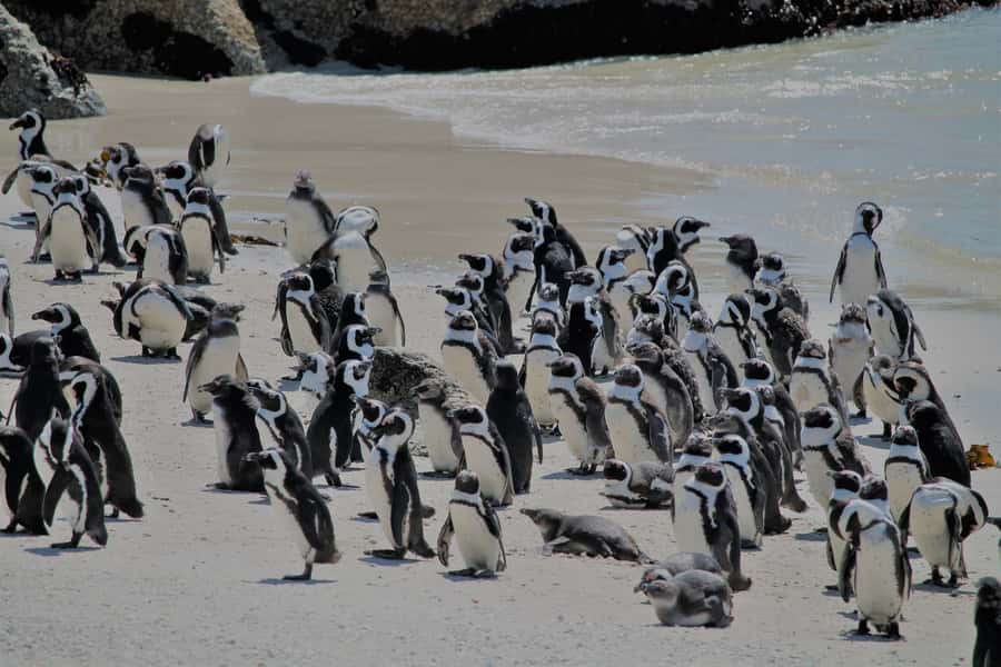 From Cape Town: Cape Point and Boulders Beach Half-Day Tour - Chapman’s Peak Drive in ten memorable minutes