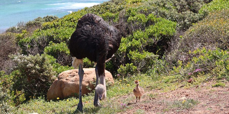 From Cape Town: Cape Point and Boulders Beach Half-Day Tour - Cape Point Lighthouse and the meeting of two oceans