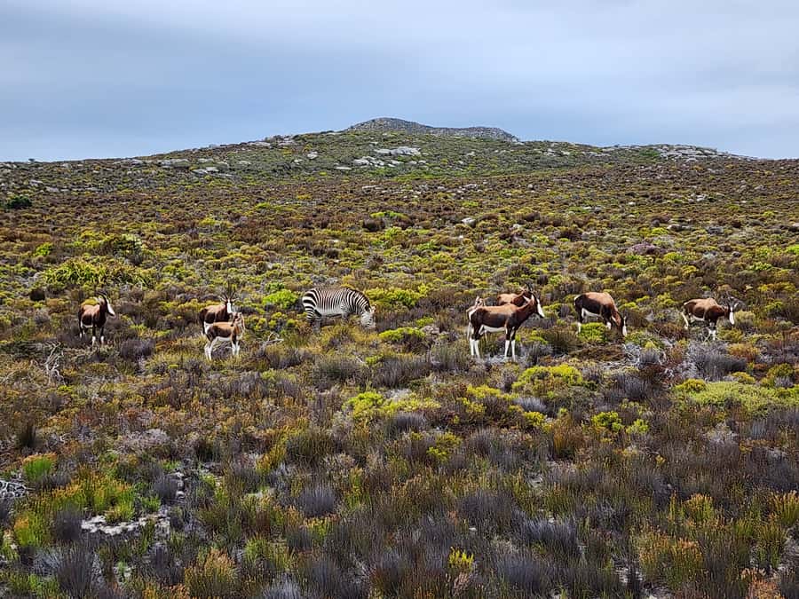 From Cape Town: Cape Point and Boulders Beach Half-Day Tour - The guide and vehicle can make or break the day